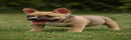American Bully dogs for sale: American Micro Bullies  - Advert 5