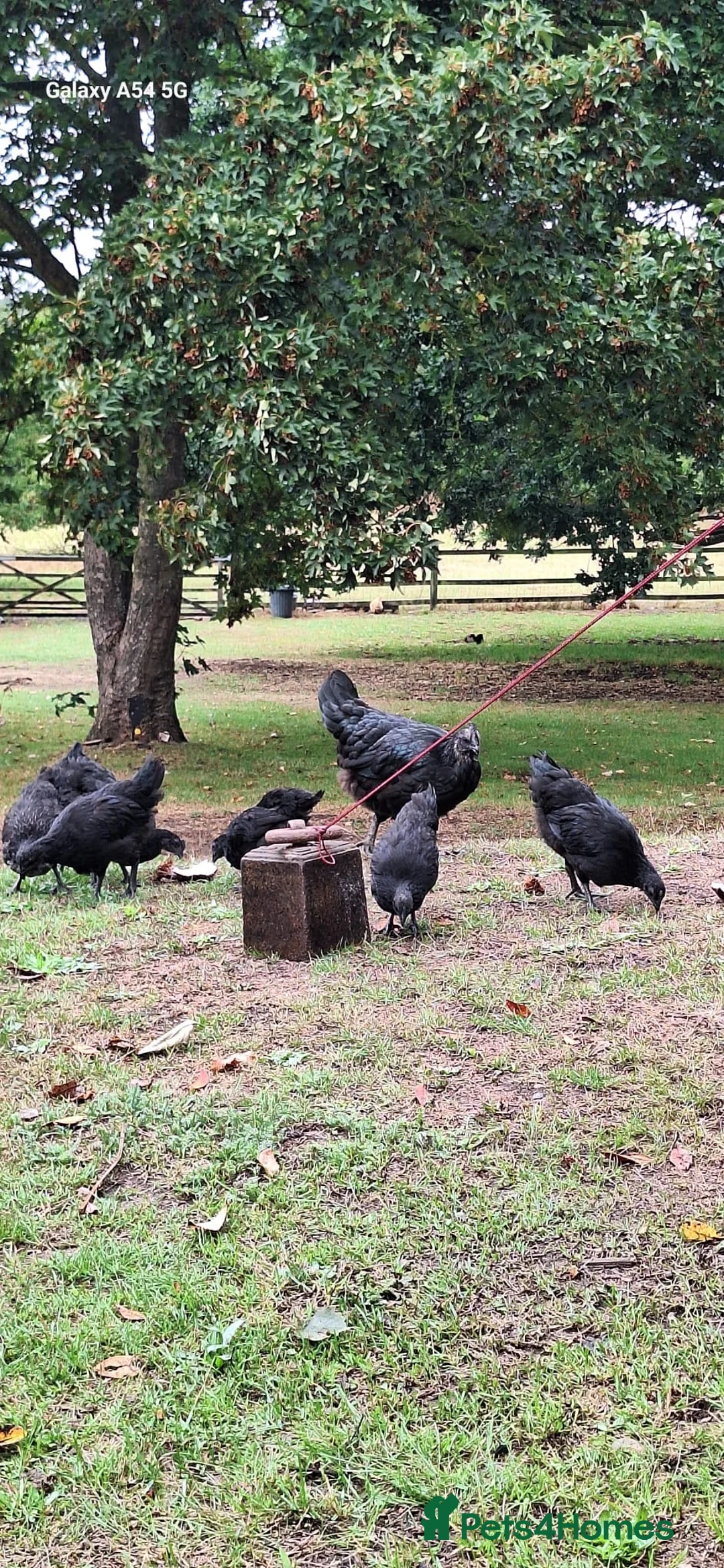 Chickens poultry for sale: Pure Ayam Cemani chicks  - Advert 5