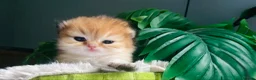 British Longhair cats for sale: 🐾🐾♥️Baby boy - golden black shaded boy🐾🐾♥️ - Advert 12