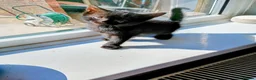 British Shorthair cats for sale: two kittens - Advert 3