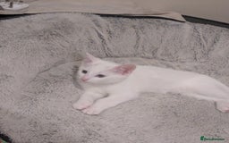 Khao Manee cats for sale: Khao manee cross British short hair - Image 5