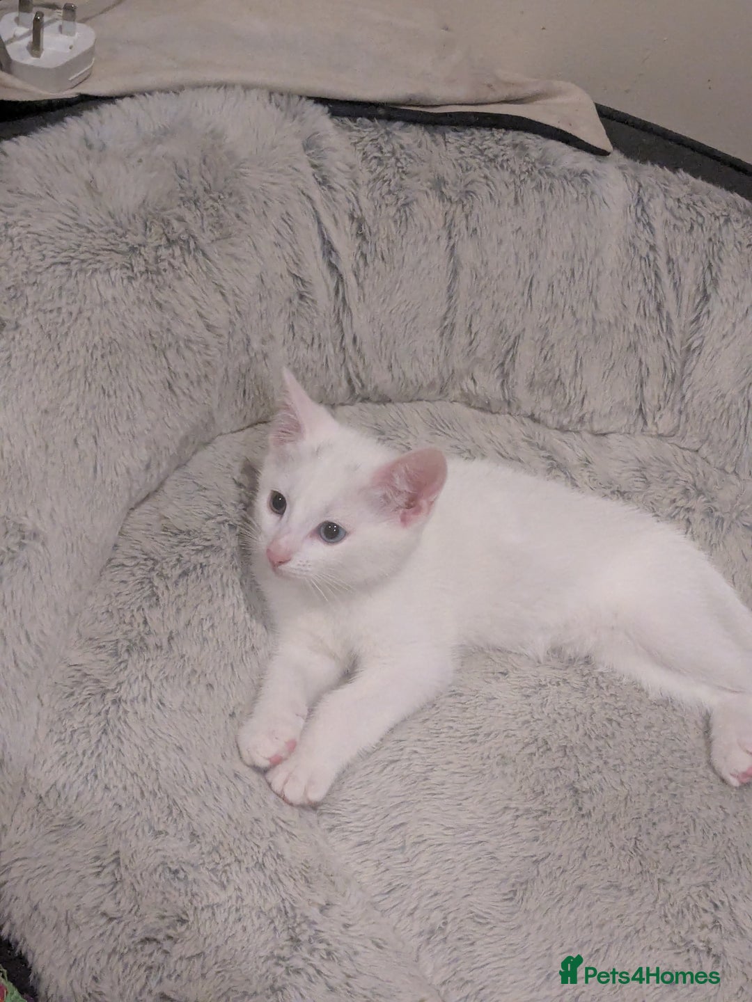 Khao Manee cats for sale: Khao manee cross British short hair - Image 5