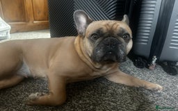 French Bulldog dogs for sale: Beautiful adult female Frenchie - Image 8