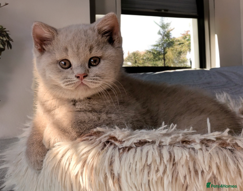 British Shorthair cats 💕Exceptional Cream British Shorthair Kittens💕💕 - Advert 5