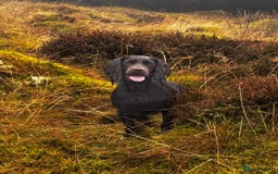 Cocker Spaniel dogs for sale: KC Registered Cocker Spaniel (Working) Puppies - Image 18