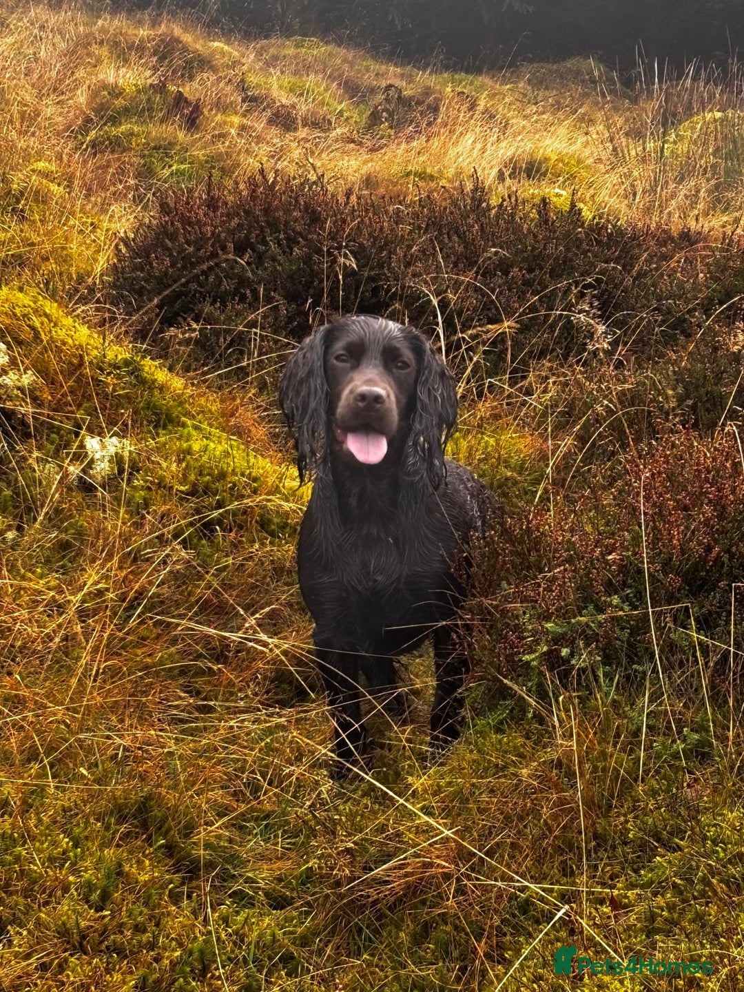 Cocker Spaniel dogs for sale: KC Registered Cocker Spaniel (Working) Puppies - Image 18