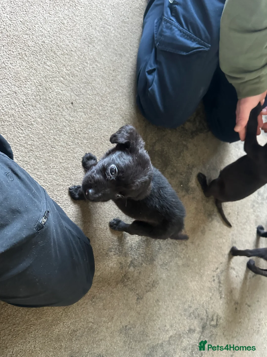 Mixed Breed dogs for sale: Puppies - Advert 11