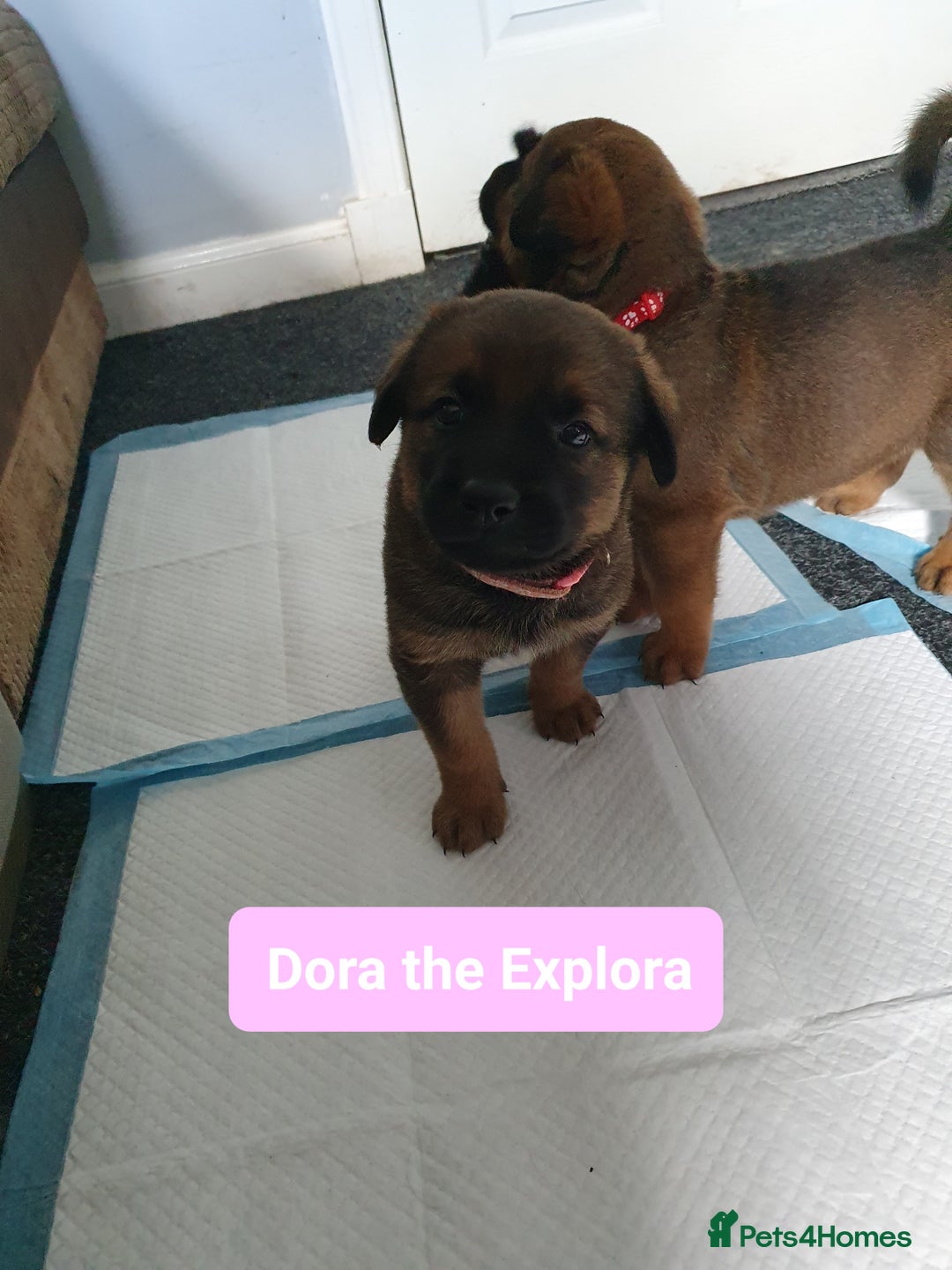 Mixed Breed dogs for sale: Rottweiler Ovcharka puppies in East Kilbride - Image 1
