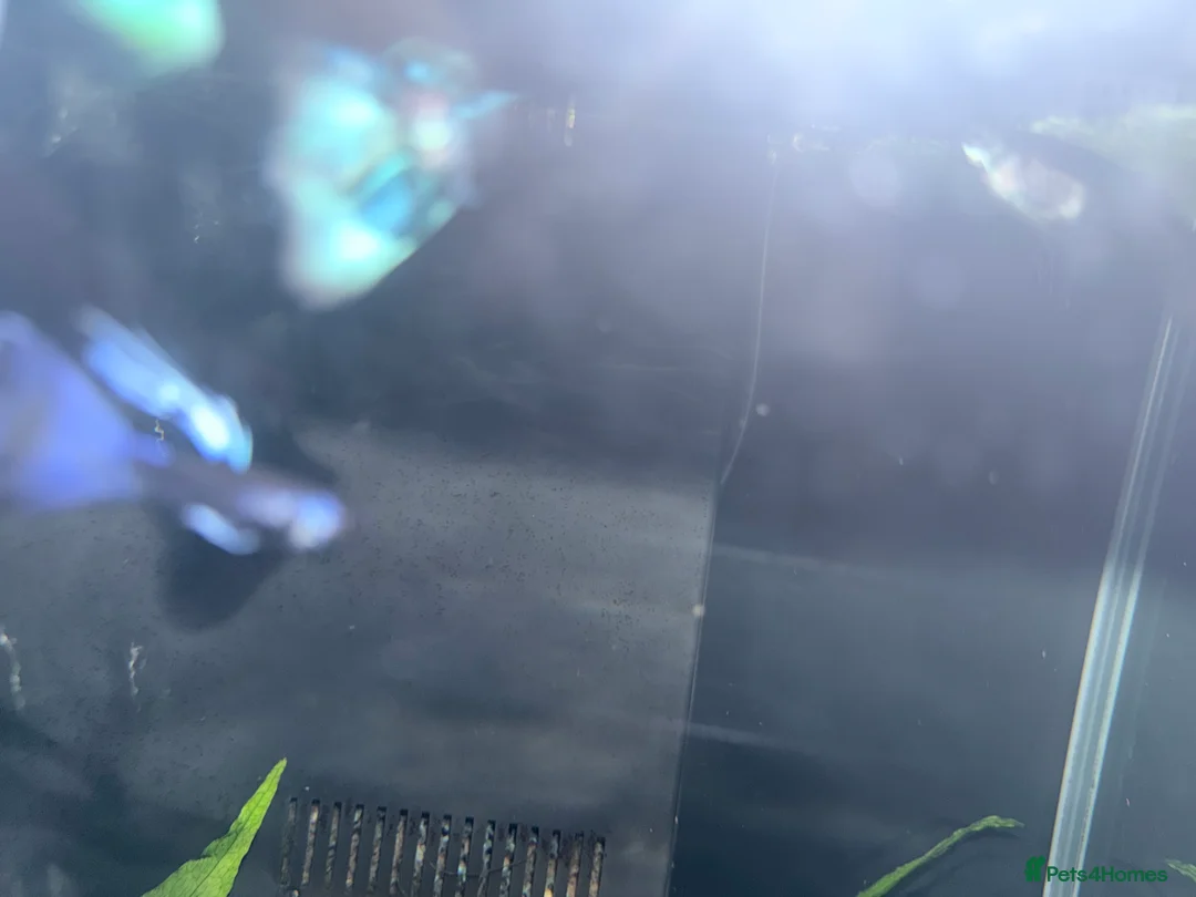 Cichlids fish for sale: GUPPIES / cichlids / SHRIMP/ platty  - Advert 4