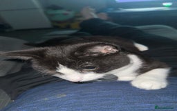 Domestic Shorthair cats for sale: Free to a good home  - Image 8