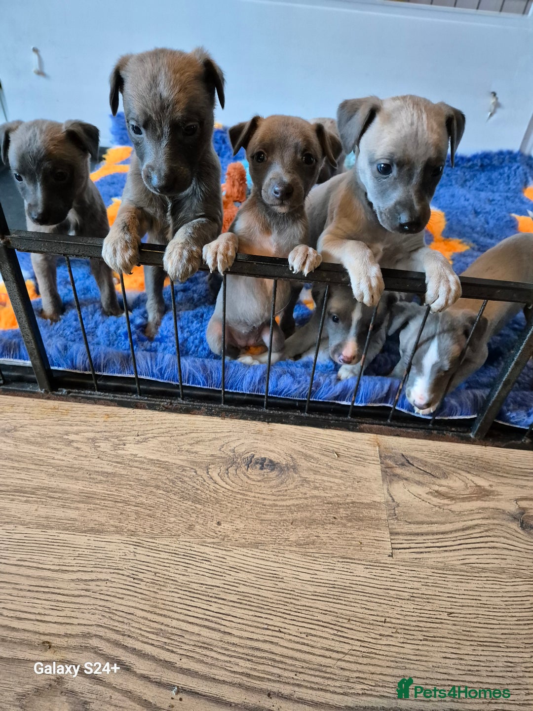 Whippet dogs for sale: Stunning whippet puppies  - Advert 1