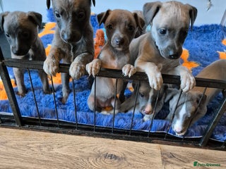 Whippet dogs Stunning whippet puppies - Advert 3