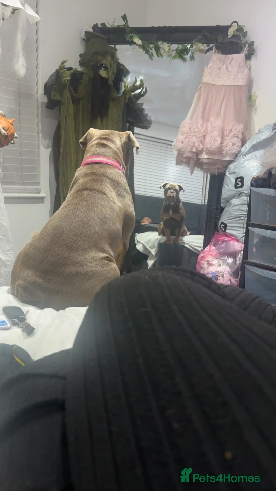 English Bulldog dogs for sale: Kc registered bulldog  - Advert 2