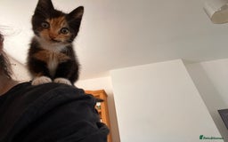 British Longhair cats for sale: 3 gorgeous long haired kittens  - Image 8