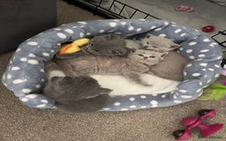 British Shorthair cats for sale: Chunky Lilac & blue bsh kittens  - Image 17