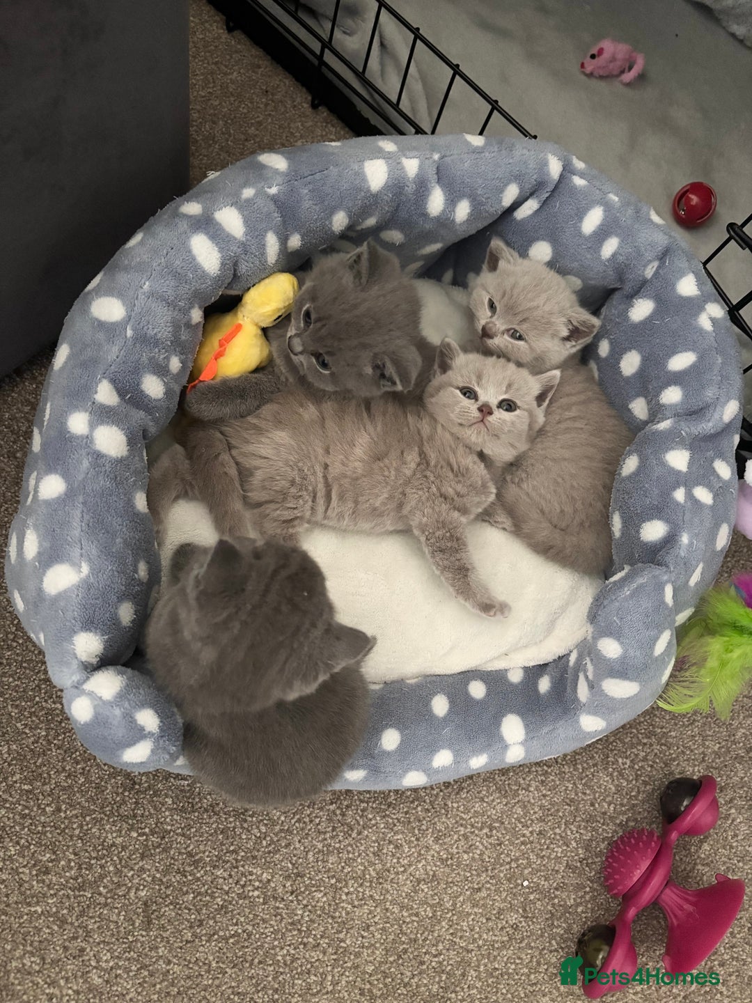 British Shorthair cats for sale: Chunky Lilac & blue bsh kittens  - Image 17
