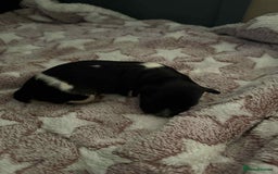 English Springer Spaniel dogs for sale: Heavily Marked Litter, KC, Health Checked Parents. - Image 9