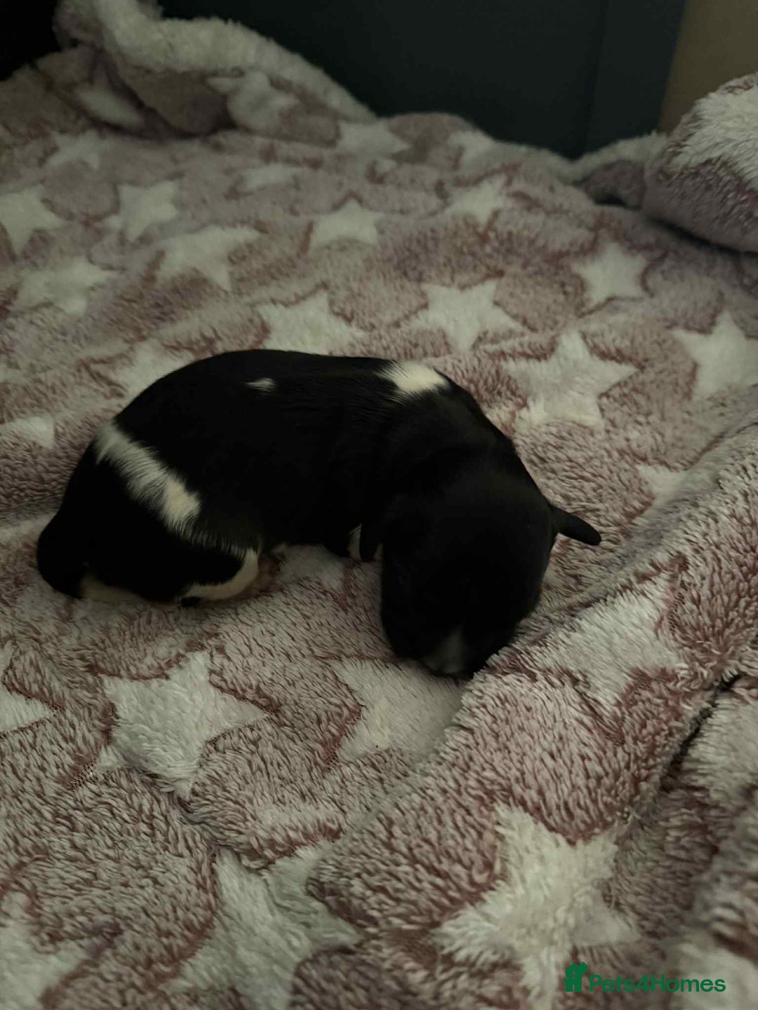 English Springer Spaniel dogs for sale: Heavily Marked Litter, KC, Health Checked Parents. - Image 9