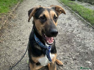 Mixed Breed dogs URGENT: 💙🐶 BRUNO -The Big, Loving 10 month Boy - Advert 2