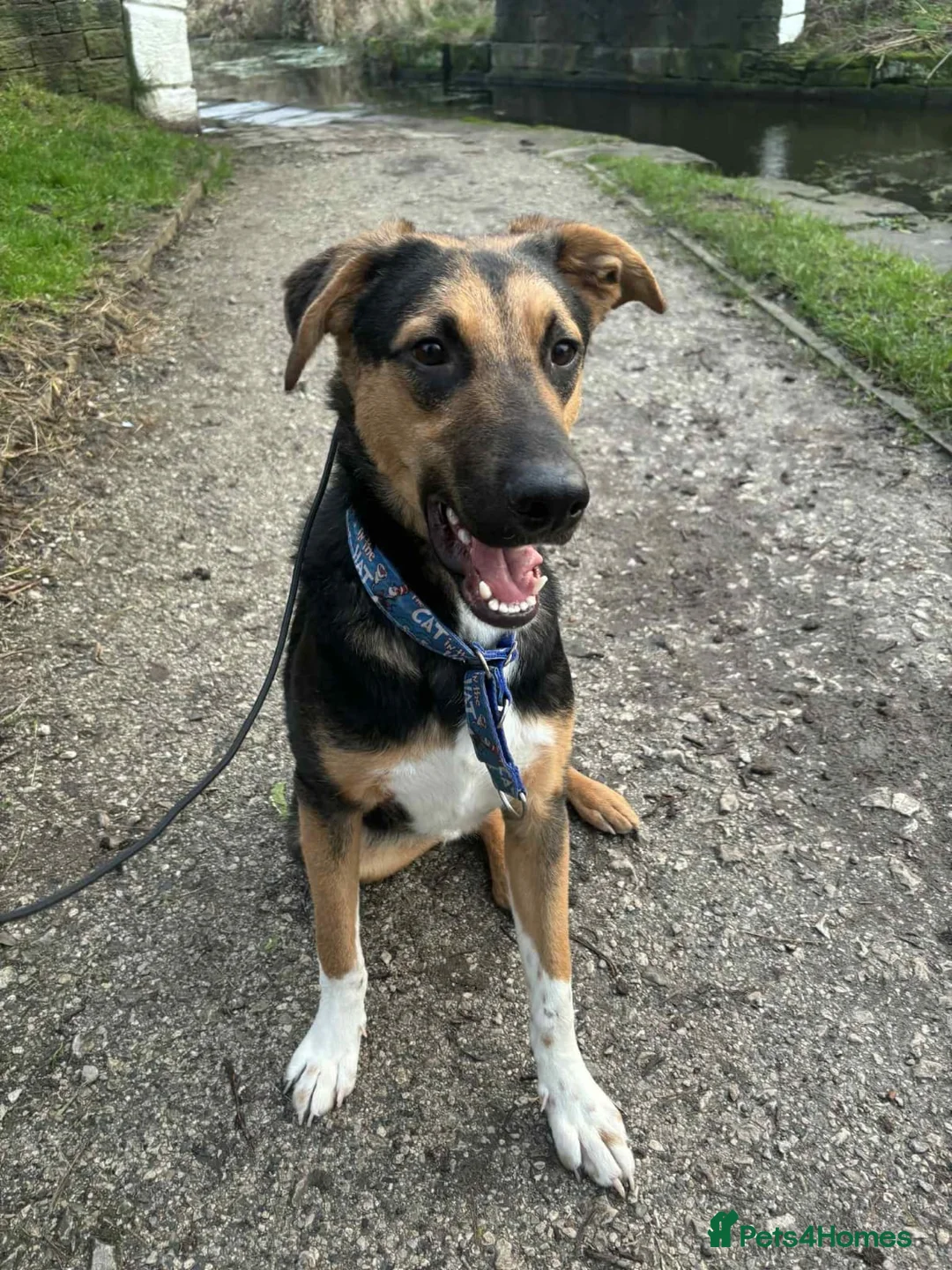 Mixed Breed dogs for adoption: URGENT: 💙🐶 BRUNO -The Big, Loving 10 month Boy in Folkestone - Advert 2