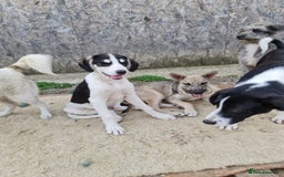 Mixed Breed dogs for adoption: OTIS - a Handsome and gentle boy for a Loving Home - Image 15