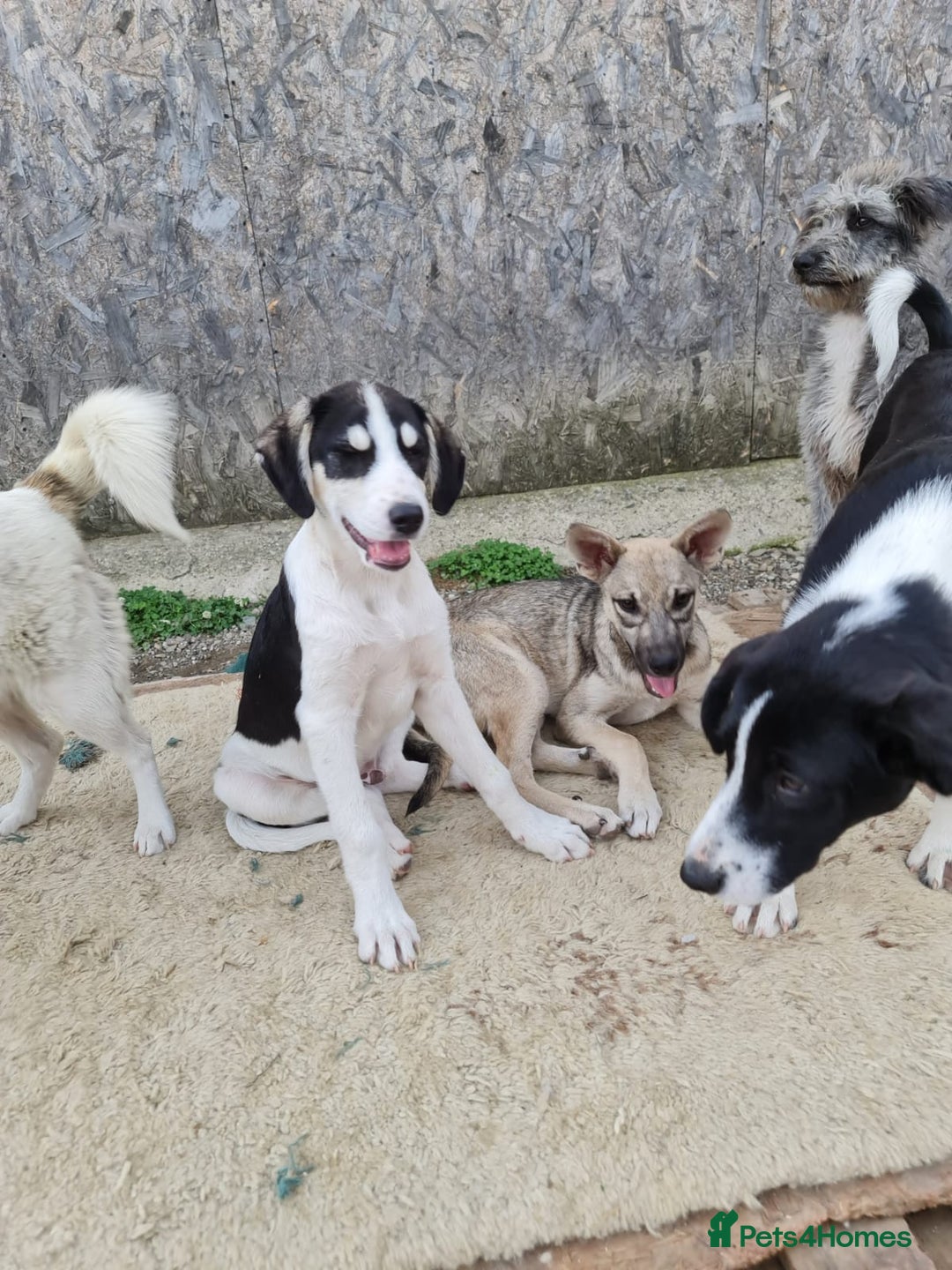 Mixed Breed dogs for adoption: OTIS - a Handsome and gentle boy for a Loving Home - Image 15