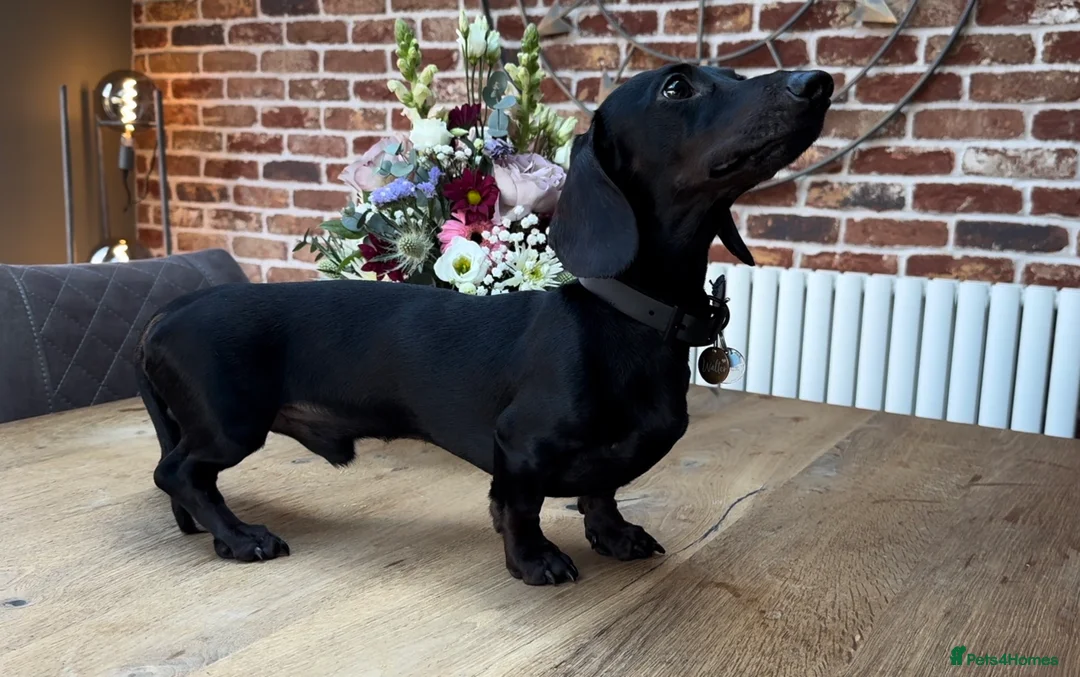 Miniature Dachshund dogs for stud: Rare KC Reg & Health Tested Miniature Dachshund in Rotherham - Advert 10