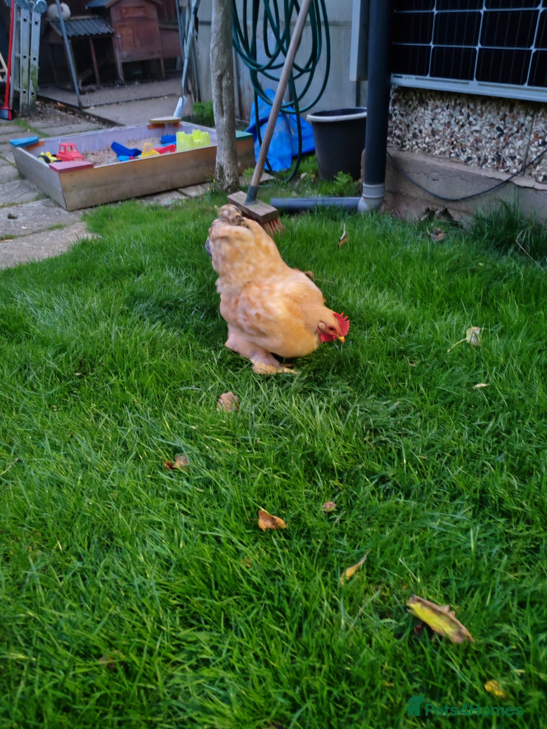 Chickens poultry for sale: Pekin Bantam - Image 4