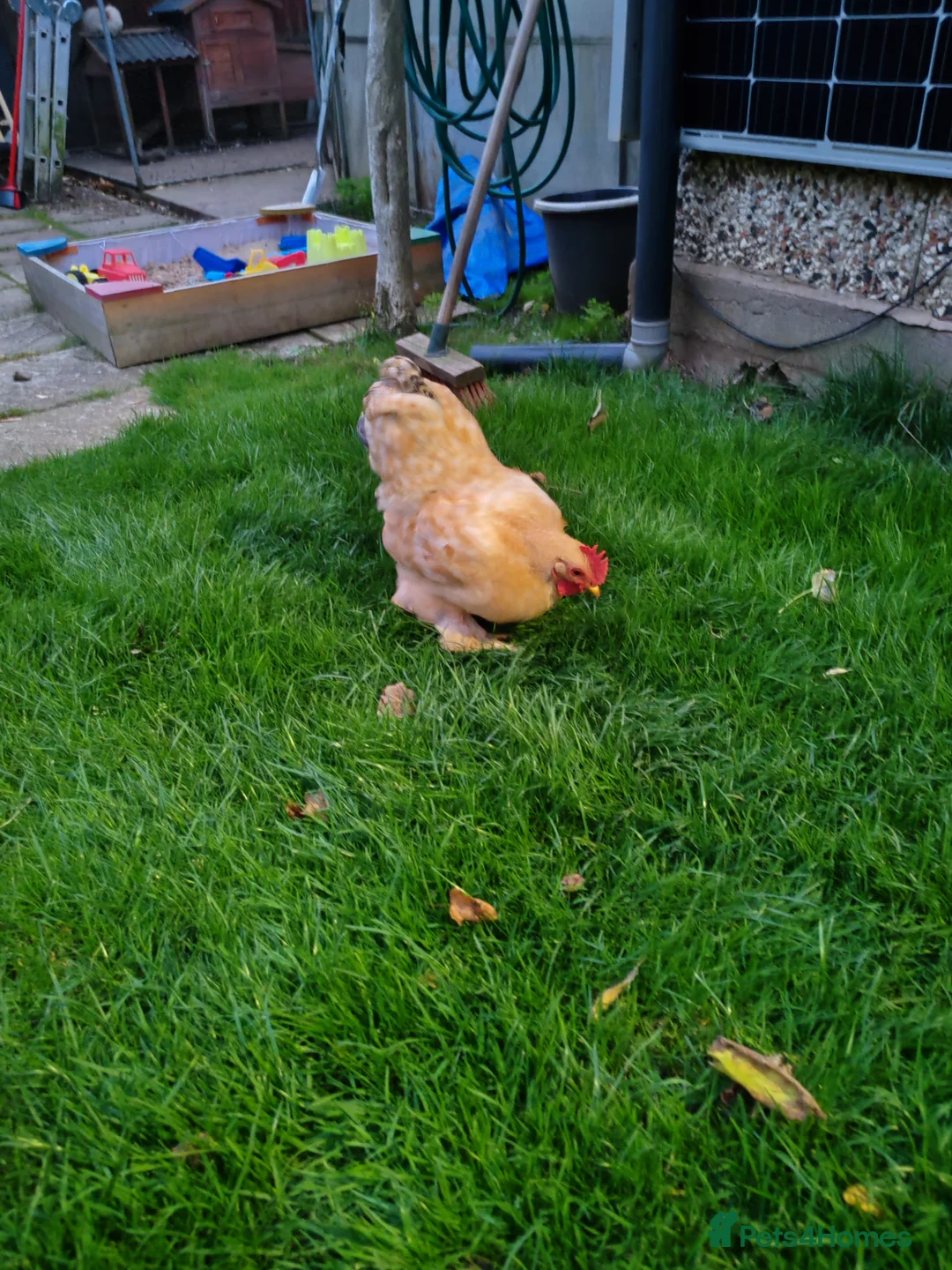 Chickens poultry for sale: Pekin Bantam - Advert 4