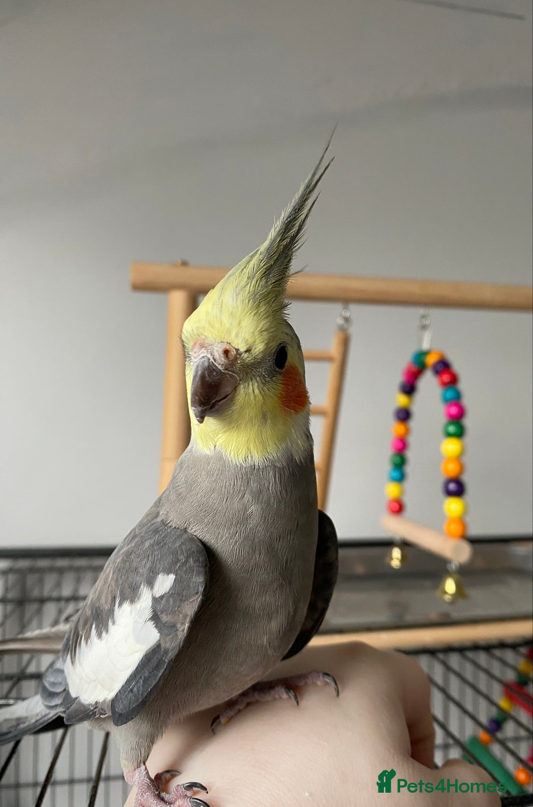 Cockatiels birds for sale: hand tamed cockatiel  - Advert 6