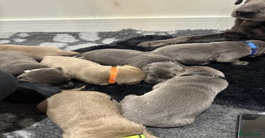 Labrador Retriever dogs - Advert 14