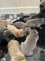 Labrador Retriever dogs - Advert 14