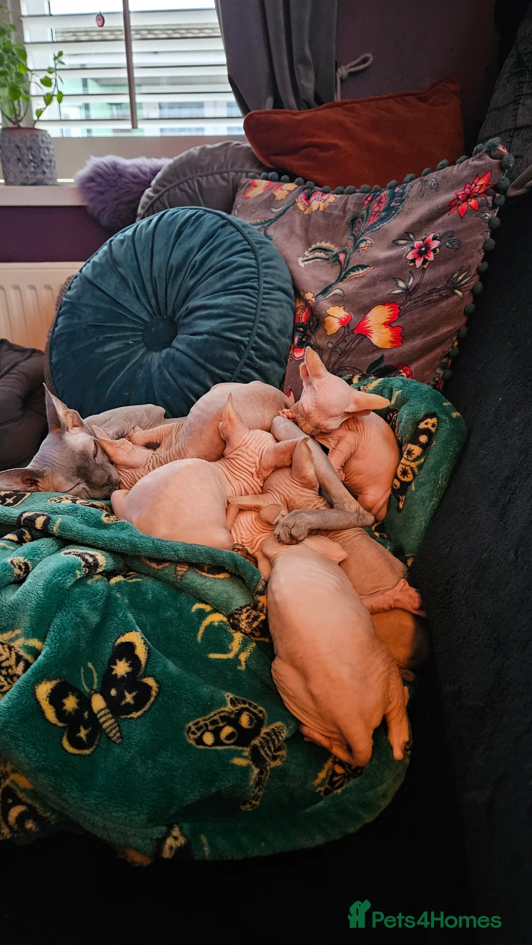 Sphynx cats for sale: Sphynx kittens for sale - Advert 16
