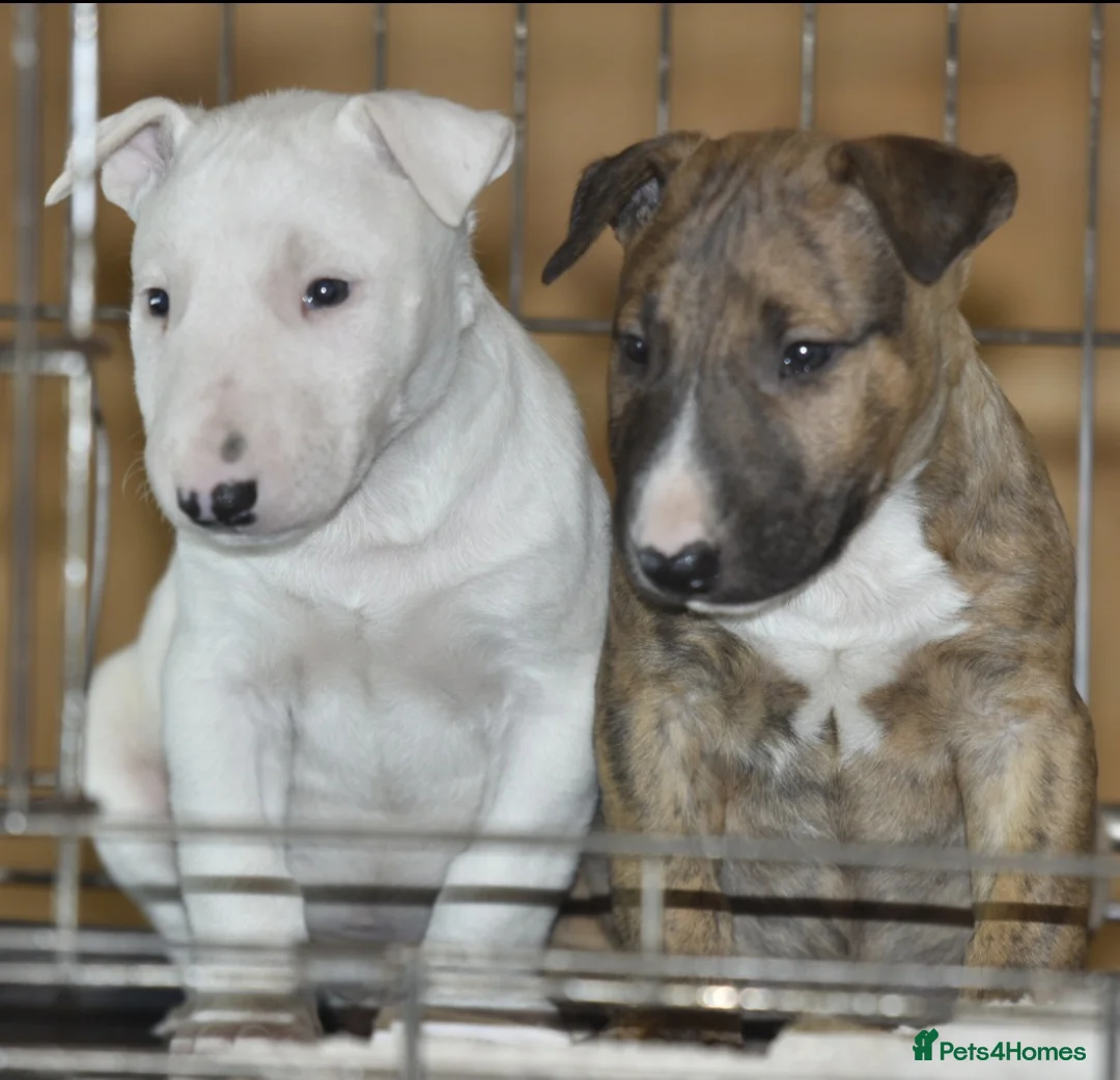 English Bull Terrier dogs for sale: UK's top quality ebt puppies - Advert 10