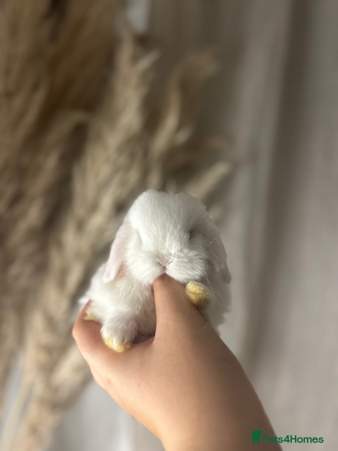 Mini Lop rabbits for sale: Minilop Buck searching for his forever home 🤍 - Advert 1