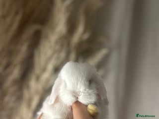 Mini Lop rabbits Minilop Buck searching for his forever home 🤍 - Advert 16