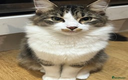 Persian cats for sale: Male Persian Tabby Cat for Sale – Friendly  - Image 6