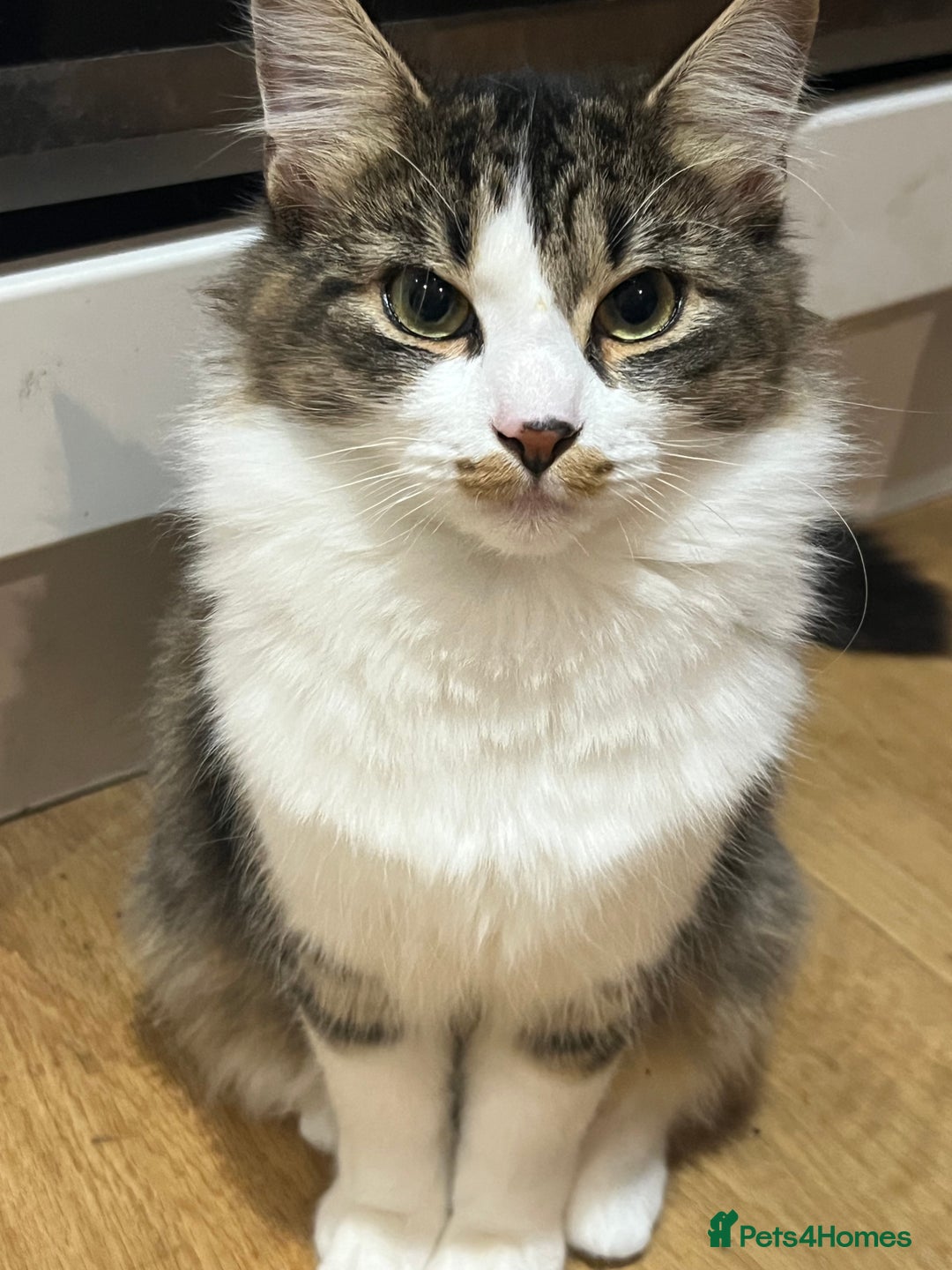 Persian cats for sale: Male Persian Tabby Cat for Sale – Friendly  - Image 6