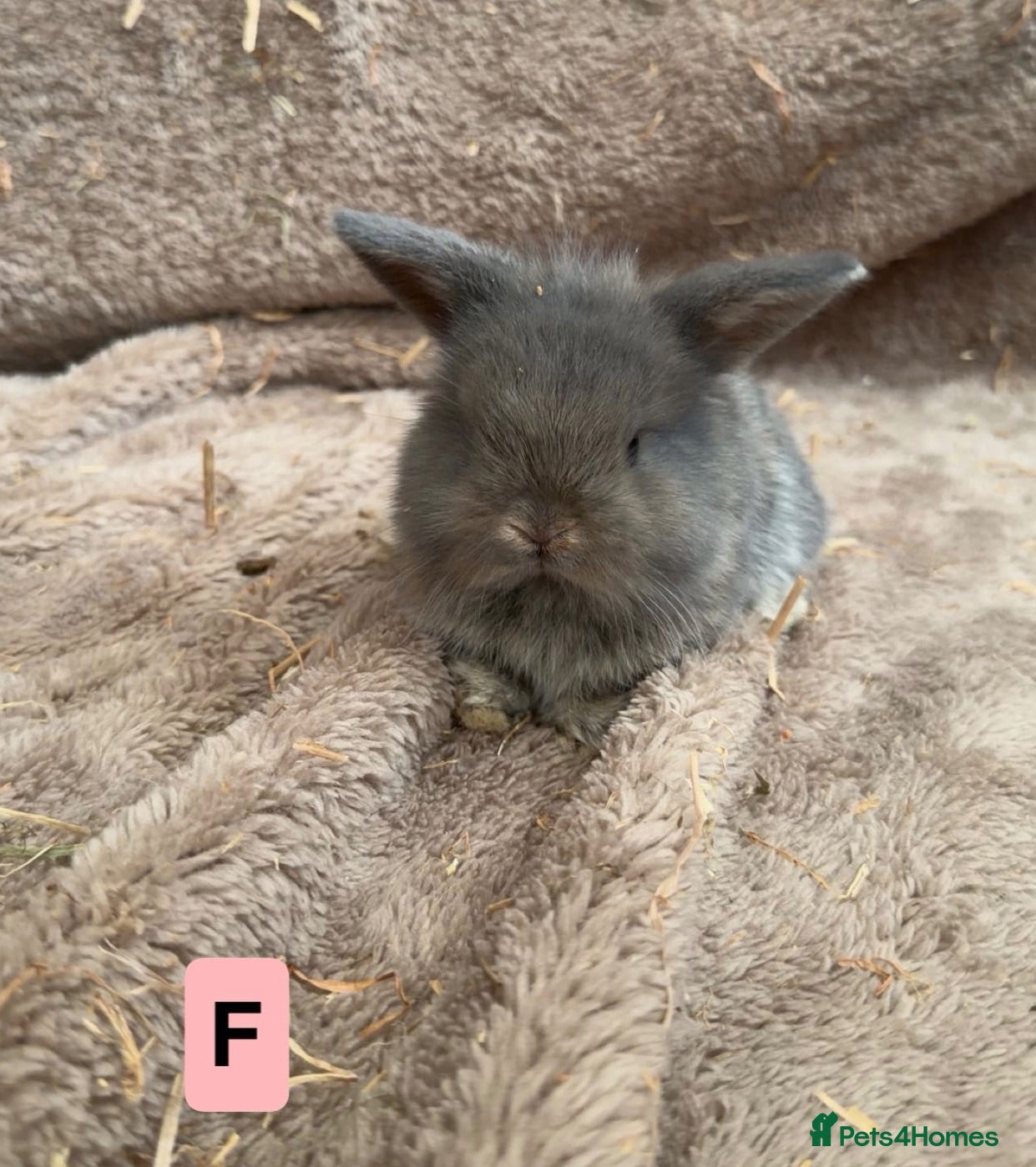 Mini Lop rabbits Pure bred mini lops - Ready soon  - Advert 6