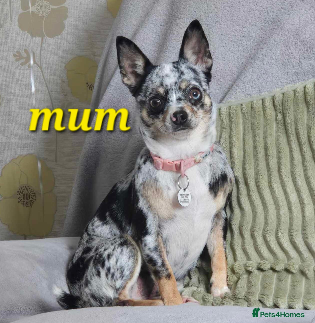 Chihuahua dogs Chihuahua pups  - Advert 16