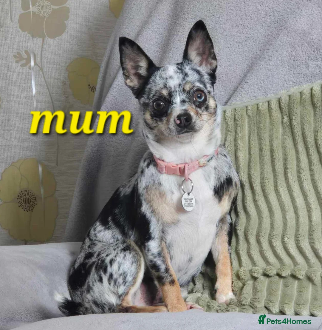 Chihuahua dogs for sale: Chihuahua pups  - Advert 1