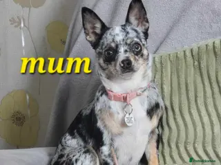 Chihuahua dogs Chihuahua pups - Advert 16