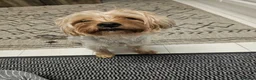 Yorkshire Terrier dogs for sale: Pure Yorkshire Terrier  - Advert 3