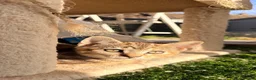 Scottish Fold cats for sale: Scottish fold, bengal x - Advert 16