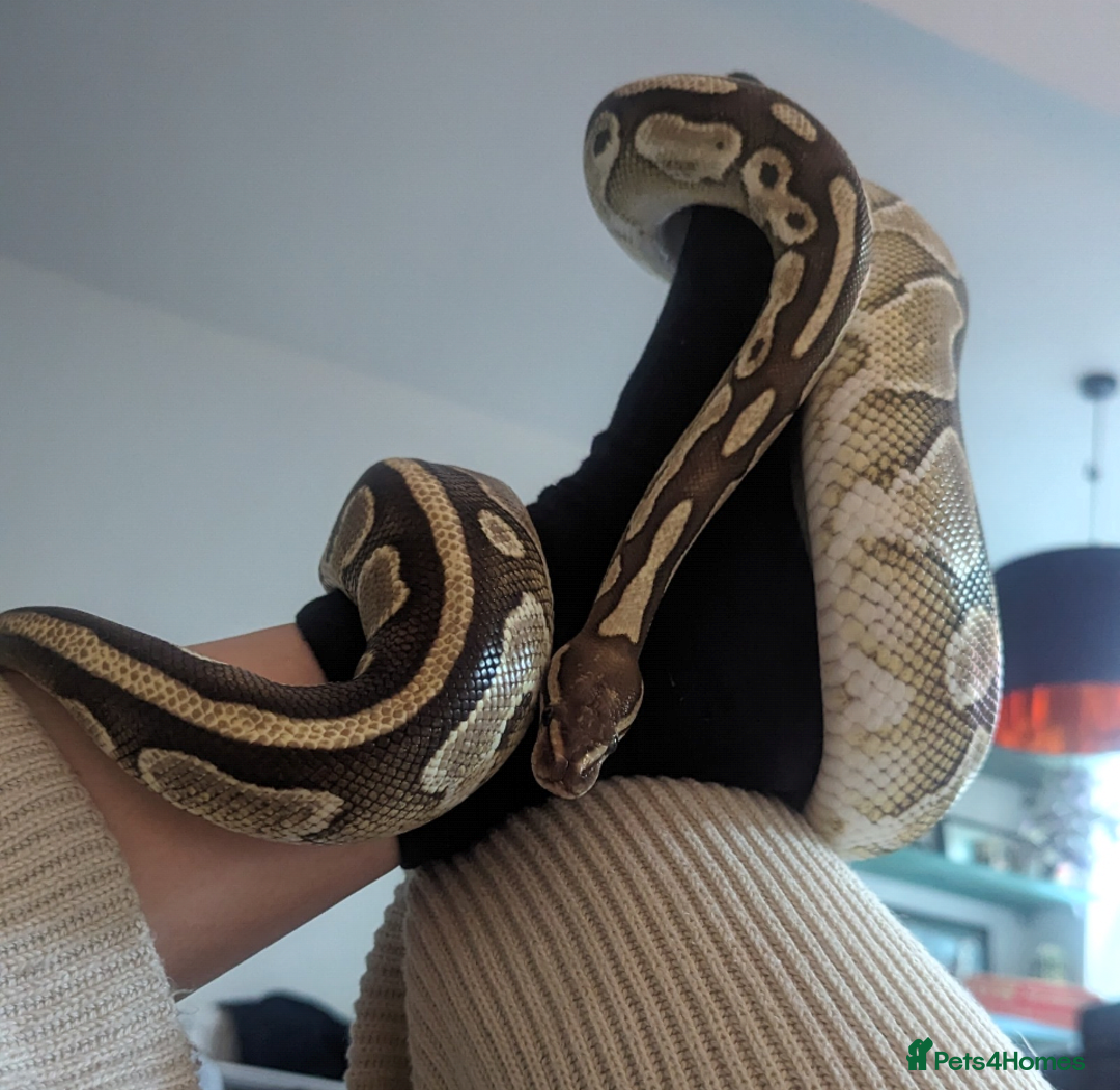 Python Snake reptiles for sale: Butter royal/ball python  - Image 4