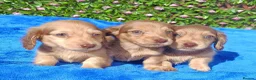 Dachshund dogs for sale: "TALLY" LONG H MINI PRA KC REG FULLY VAX  - Advert 22