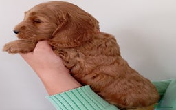 Cockapoo dogs for sale: Stunning F1 Red Miniature - Health Tested Parents - Image 10