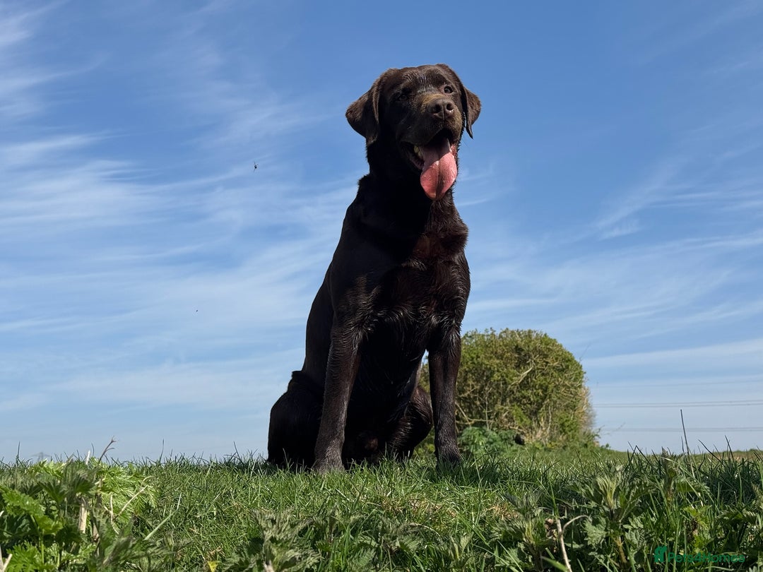 Labrador Retriever dogs for stud: Proven KC Reg Labrador health tested stud in Olney - Image 21