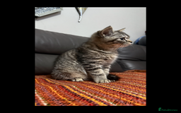 British Shorthair cats for sale: Absolutely stunning TICA registered kittens  - Image 5