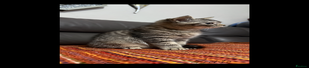 British Shorthair Kitten 3